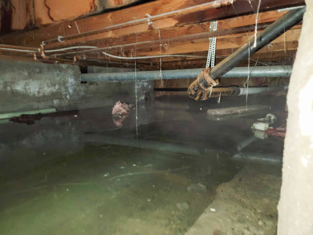 Best Basement water damage restoration  in Fayetteville, GA